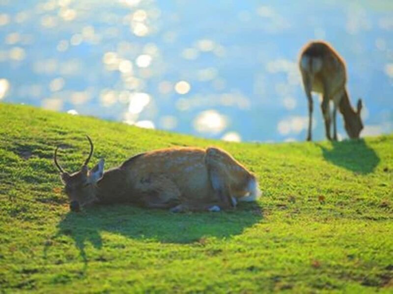 Kyoto And Nara Heritage Day Tour With Optional Culture Lunch - A Deep Dive into the Itinerary