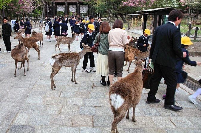 Kyoto and Nara Highlights with English speaking Driver and Guide - FAQs