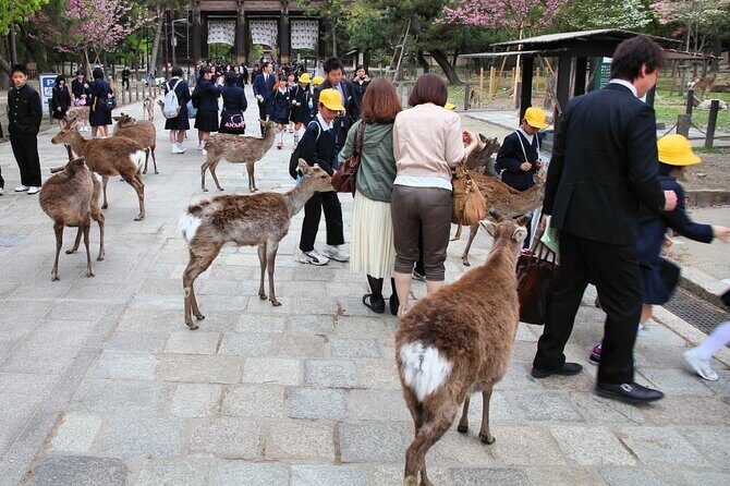 Kyoto and Nara Highlights with English speaking Driver and Guide - Good To Know