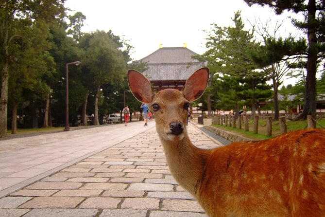 Kyoto and Nara Park Day Tour From Osaka/Kyoto. - Booking Information