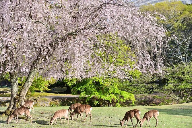Kyoto and Nara Park Day Tour From Osaka/Kyoto. - Frequently Asked Questions