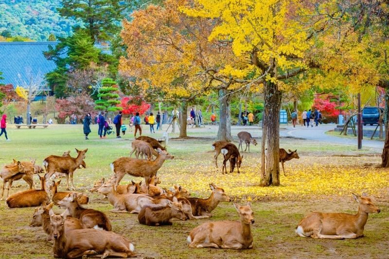 Kyoto and Nara Private Day Trip (Departure from Osaka/Kyoto) - One day, two historic cities