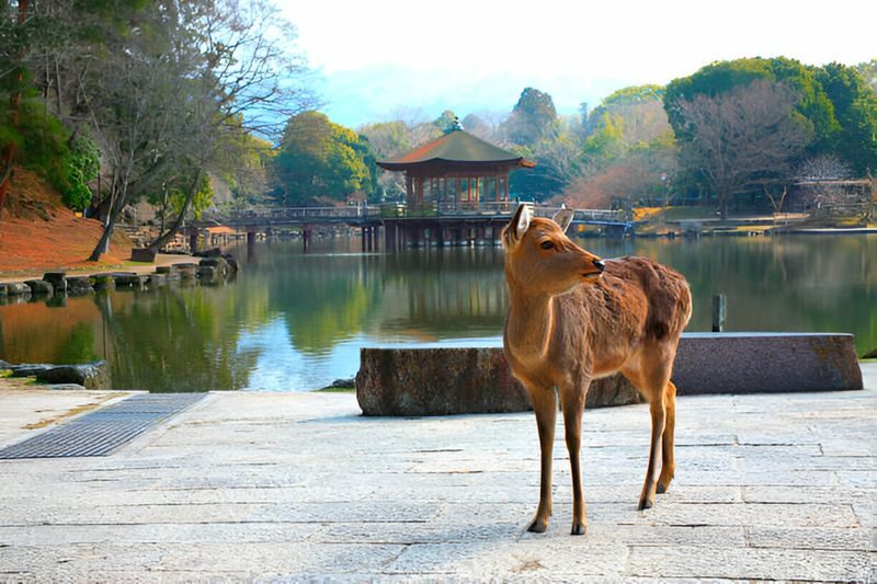 Kyoto and Nara Private Day Trip (Departure from Osaka/Kyoto) - Todai-ji and Nara Park