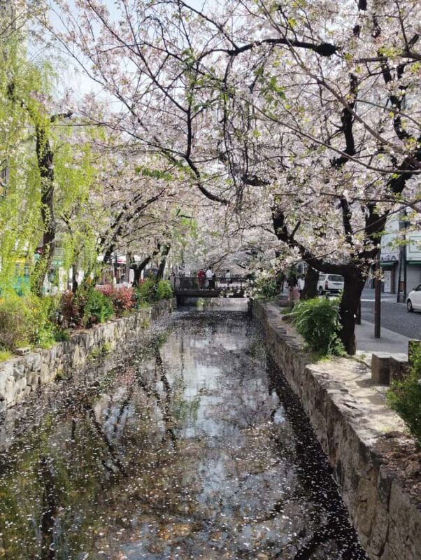 Kyoto and Nara: private tour with English speaking Guide - An In-Depth Look at the Kyoto and Nara Private Tour