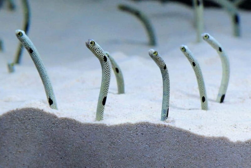 Kyoto Aquarium Admission Ticket - Good To Know