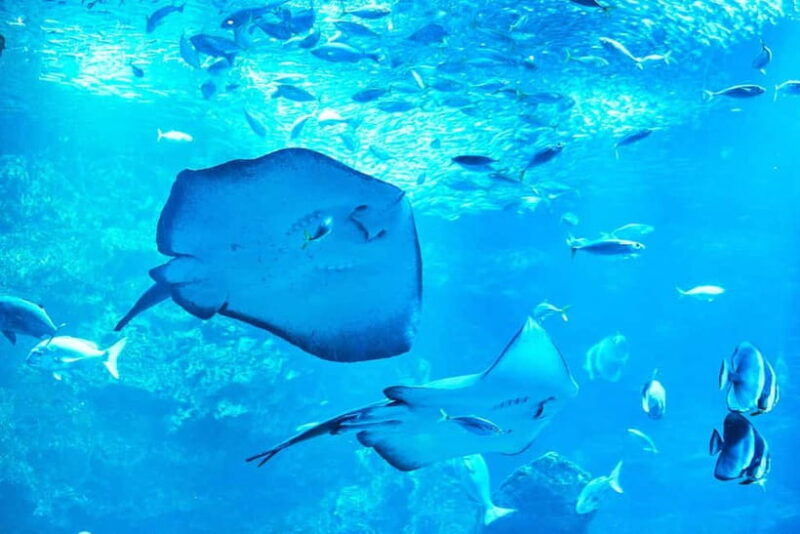 Kyoto Aquarium Admission Ticket - The Experience in Context