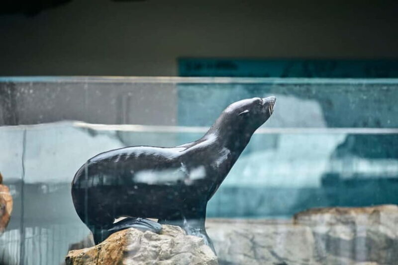 Kyoto Aquarium Admission Ticket - The Sum Up