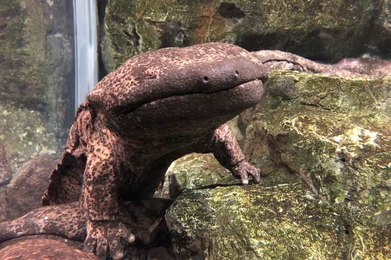 Kyoto Aquarium Admission Ticket - The best fit for families, curious kids, and rainy days