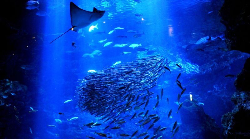 Kyoto Aquarium Admission Ticket - Should you book Kyoto Aquarium?