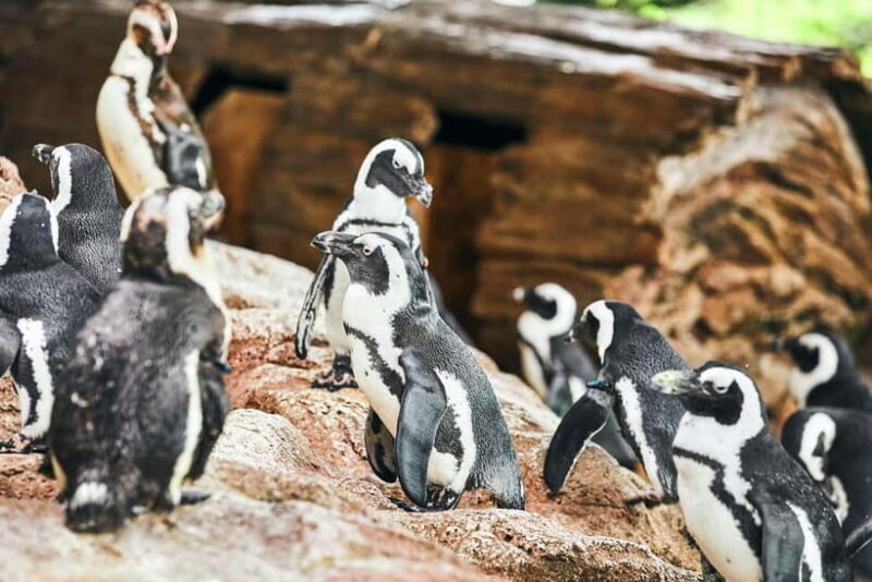 Kyoto Aquarium Admission Ticket - Who Will Enjoy Kyoto Aquarium?