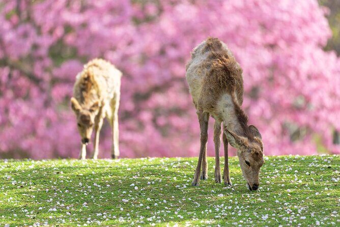 Kyoto Arashiyama and Nara Tour with Sagano Train, Giikawa Honpo - The Complete Breakdown of the Tour Experience
