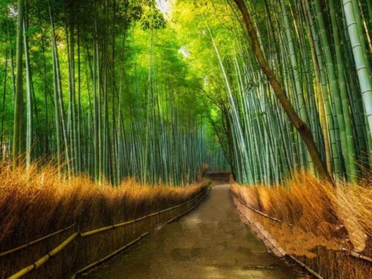 Kyoto: Arashiyama and Sanzen In Temple Day Tour - Good To Know