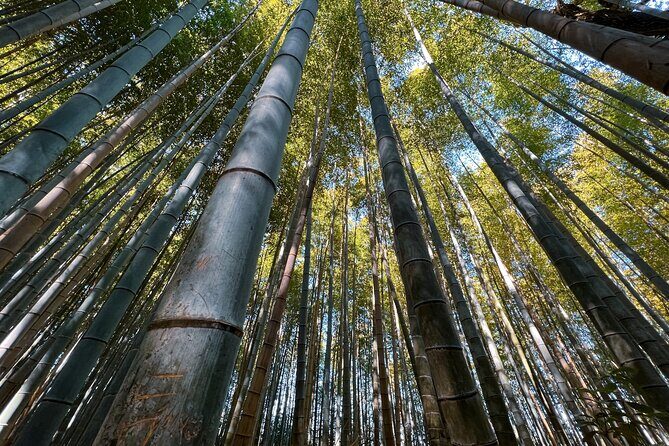 Kyoto: Arashiyama, bamboo forest and beyond - Practical Details and What to Expect