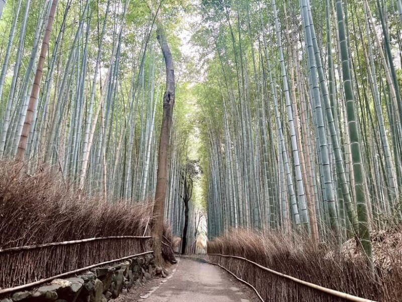 Kyoto: Arashiyama Bamboo Forest and Garden Views Tour - Why This Tour Offers Great Value