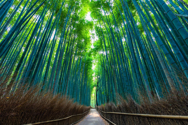 Kyoto Arashiyama Bamboo Forest & Garden Half Day Guided Walking Tour - Start at Saga-Arashiyama Station