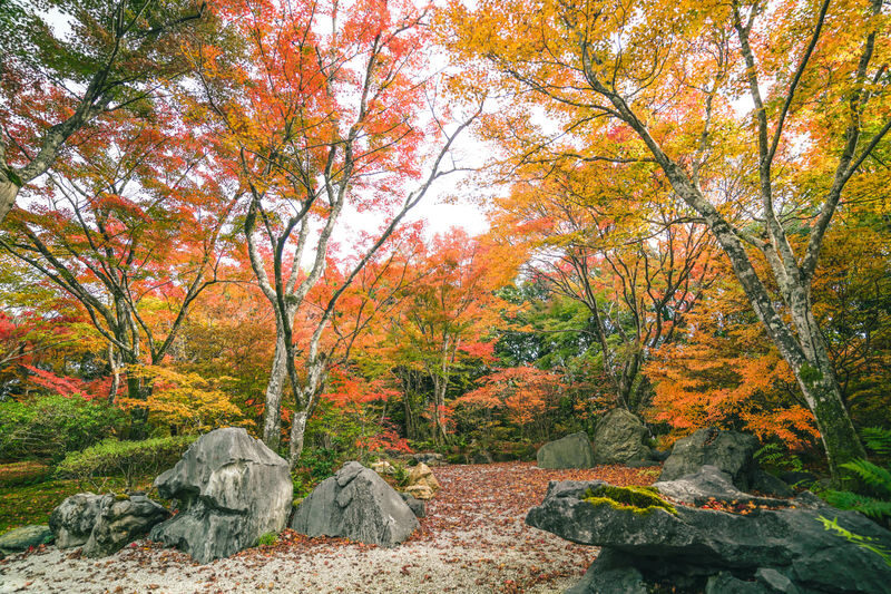 Kyoto Arashiyama Bamboo Forest & Garden Half Day Guided Walking Tour - Learn to read the gardens, not just photograph them