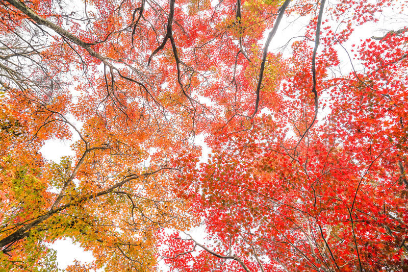 Kyoto Arashiyama Bamboo Forest & Garden Half Day Guided Walking Tour - Make time for matcha and the guide’s local perspective