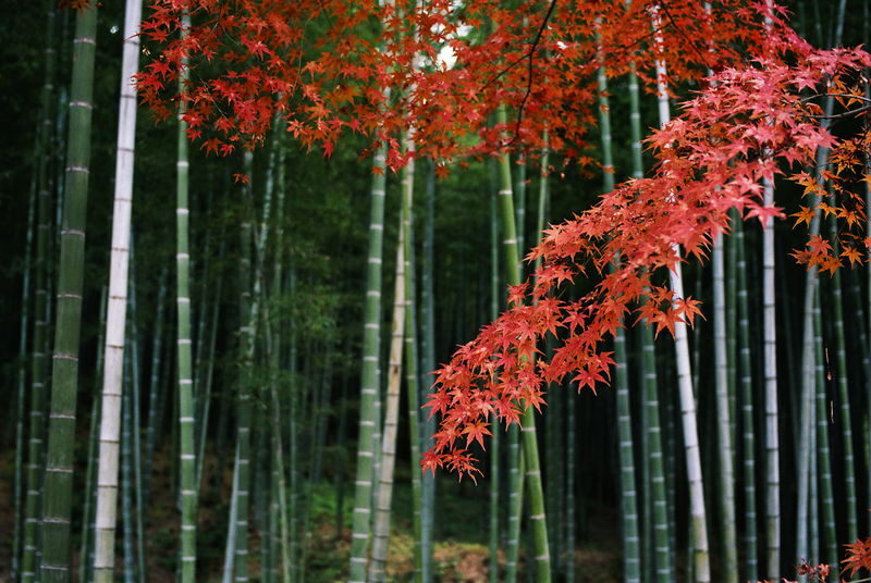 Kyoto Arashiyama Bamboo Forest & Togetsukyo Bridge Half-Day Small Group Tour - Is $29.05 good value?