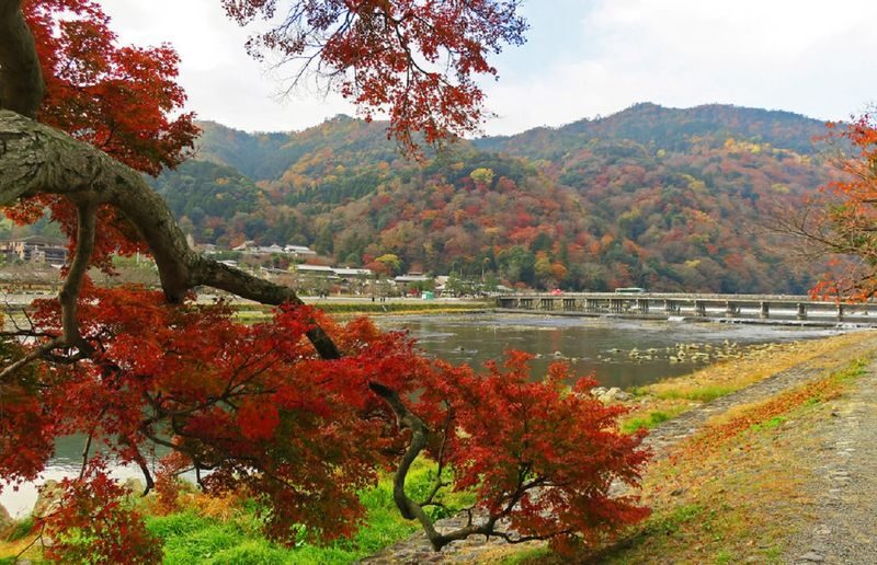 Kyoto Arashiyama Bamboo Forest & Togetsukyo Bridge Half-Day Small Group Tour - Who will get the most from this tour?