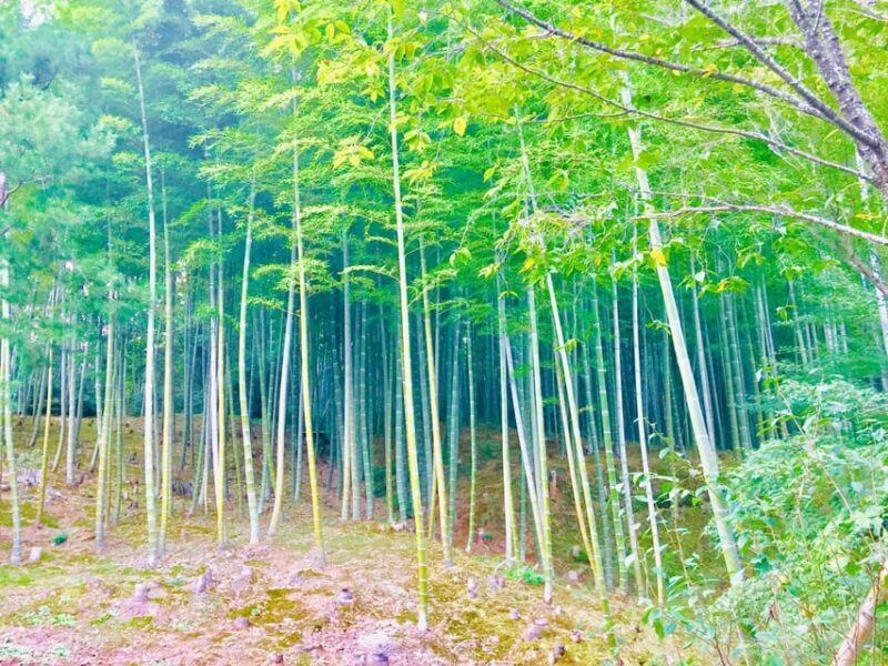 Kyoto, Arashiyama: Bamboo Grove Half-Day Private Guided Tour - Why This Tour Offers Great Value