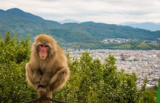 Kyoto: Arashiyama Bamboo Grove, Monkey Mountain Walking Tour - Important Information
