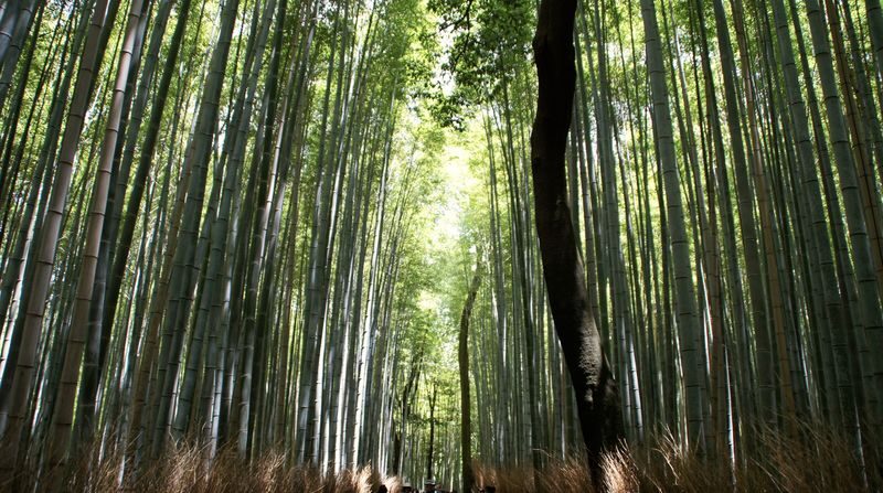 Kyoto: Arashiyama Bamboo, Monkey Park & Temple Tour - Timing, meeting point and practical details