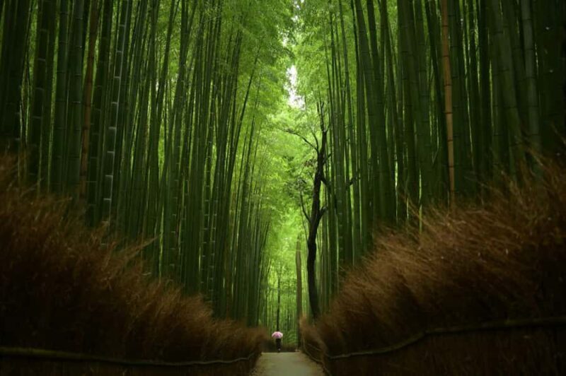 Kyoto: Arashiyama Early Access Bamboo & Temple Tour - FAQ