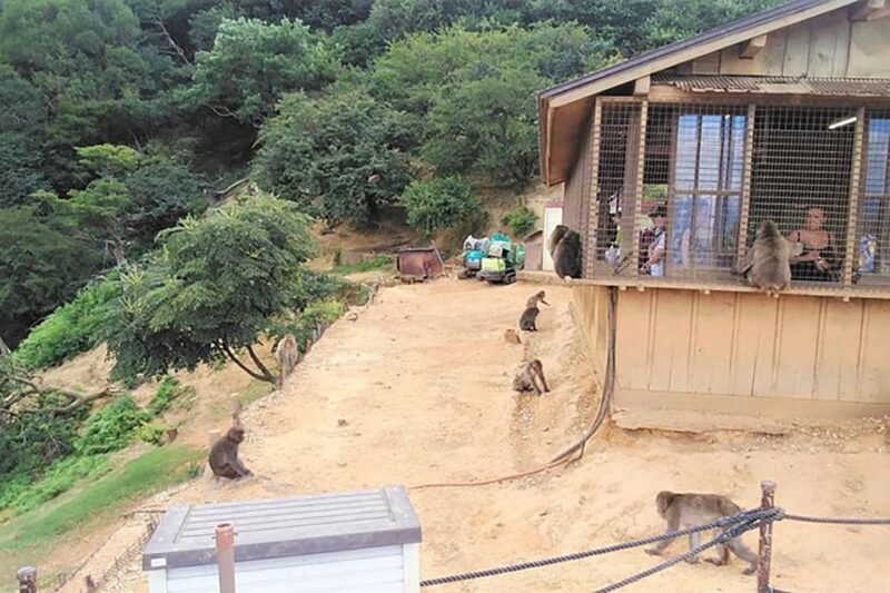 Kyoto Arashiyama & Golden Pavilion One-Day Walking Tour - Good To Know  