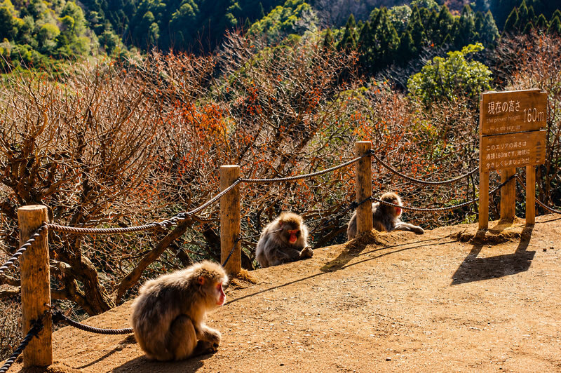 Kyoto Arashiyama In-depth One-Day Tour: Kyoto Romantic Train x Hozugawa River Gorge Rafting-Includes Local Japanese Lunch (Departing from Osaka/Kyoto) - Who should book this Arashiyama tour?