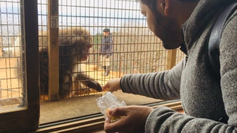 Kyoto: Arashiyama Monkey Park, Bamboo Forest, and Temples - Frequently Asked Questions (FAQs)