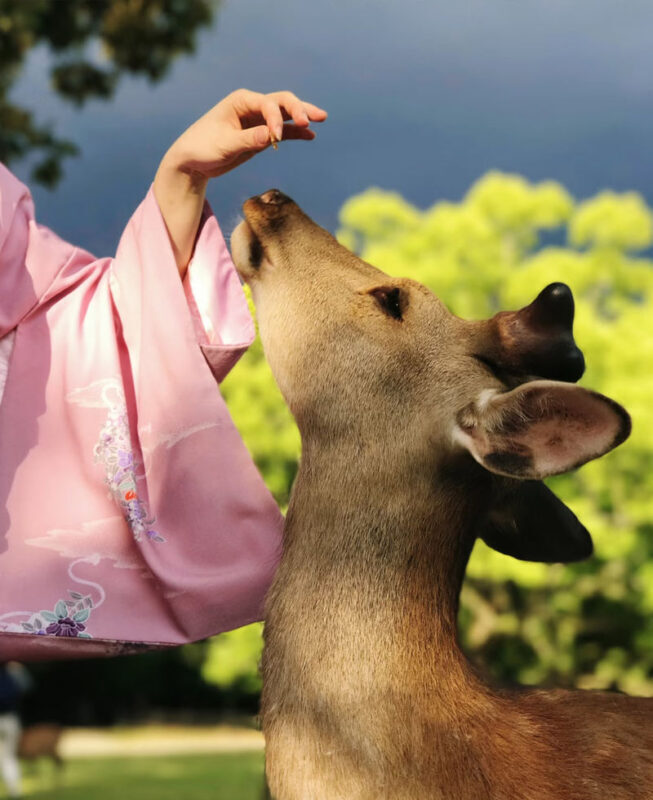 Kyoto Arashiyama & Nara Park Full-Day Tour - Should you book it?