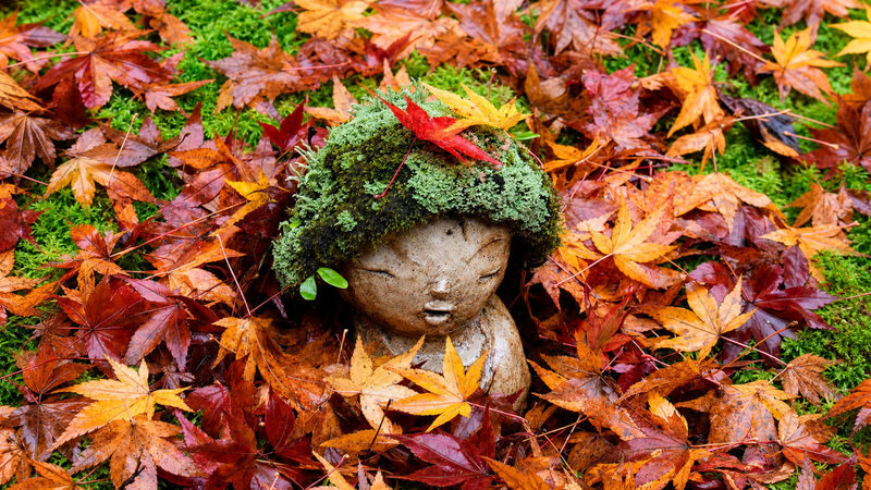 Kyoto Arashiyama & Sanzen-in Small Group Day Tour (Driver-Guide Service) - What the driver-guide service adds, and where it can vary