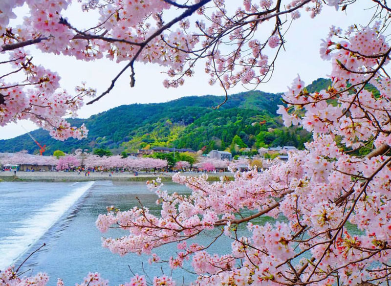 Kyoto Arashiyama Scenic Beauty and Cultural Exploration with Nara Cute Deer Fun Experience Day Tour - Three famous stops, one long day