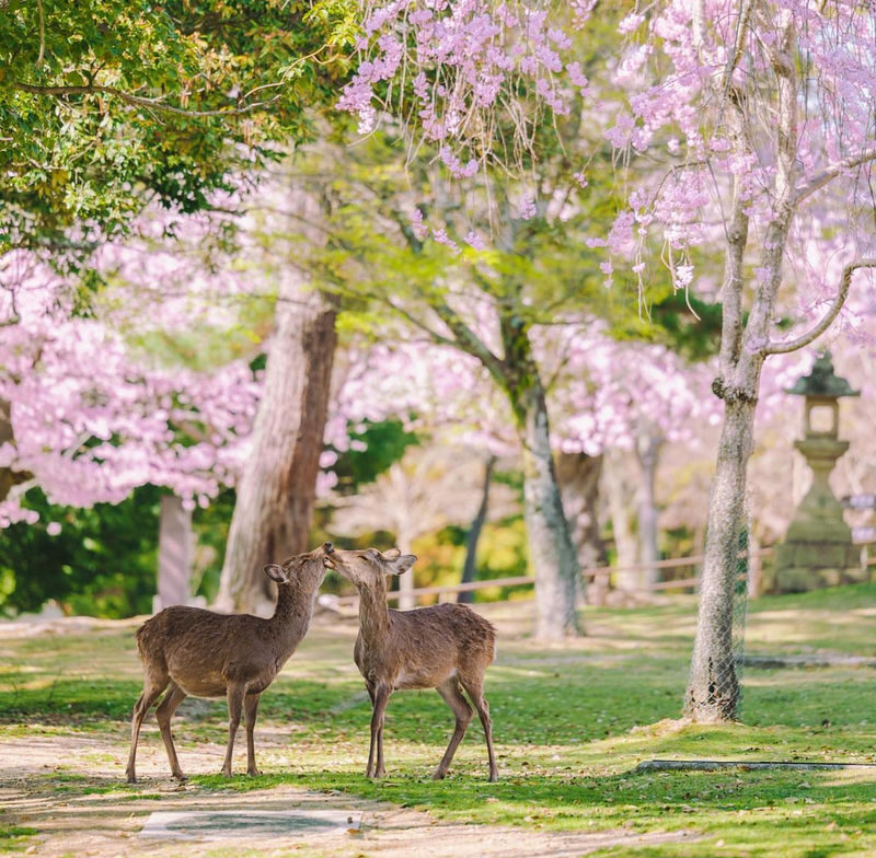 Kyoto Arashiyama Scenic Beauty and Cultural Exploration with Nara Cute Deer Fun Experience Day Tour - The guide and transport make the route workable