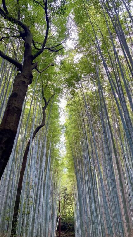 Kyoto: Arashiyama & Takao Bamboo, River & Mountain Hike - FAQ