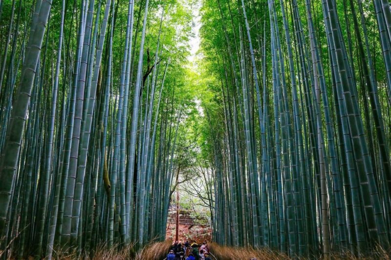 Kyoto: Arashiyama Tour with optional Sagano Romantic Train - What to Expect From the Tour