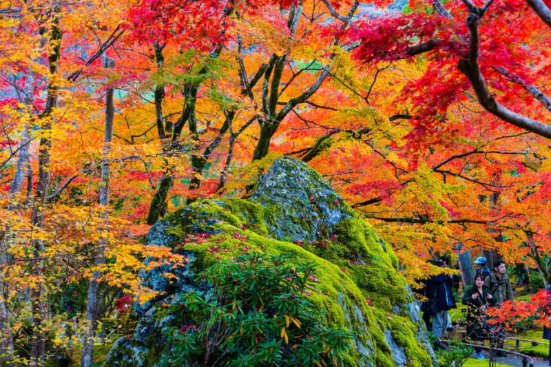 Kyoto: Arashiyama Tour with optional Sagano Romantic Train - Transportation and Group Size