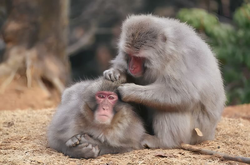 Kyoto: Arashiyama Unveiled - Bamboo, Temple, Matcha, Monkeys - Starting at MALEBRANCHE in Arashiyama