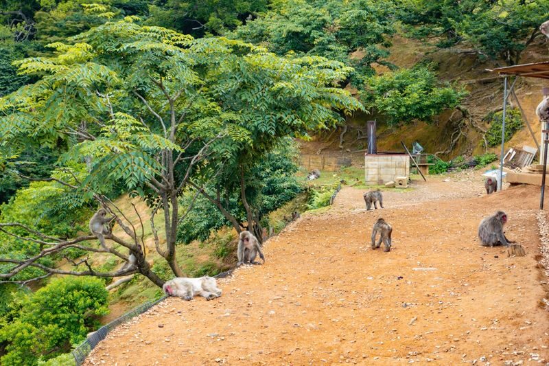 Kyoto: Arashiyama Unveiled - Bamboo, Temple, Matcha, Monkeys - Who will get the most from this tour