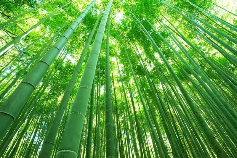 Kyoto Arashiyama Walking Tour: Sagano Bamboo Grove & Tenryu-ji - A morning route from Kyoto Station to Arashiyama