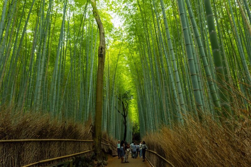Kyoto Bus Tour: Fushimi, Kiyomizu, Kinkaku-ji & Arashiyama - A full Kyoto day, without planning every transfer