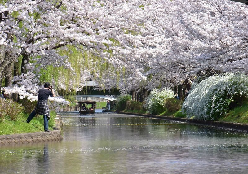 Kyoto Cherry Blossom Day Tour: Fushimi Jikkokubune Boat Walk / Sewari Dike Cherry Blossom Tunnel / Daigo-ji Temple (Departure from Osaka/Kyoto) - Three Stops, Three Kinds of Spring
