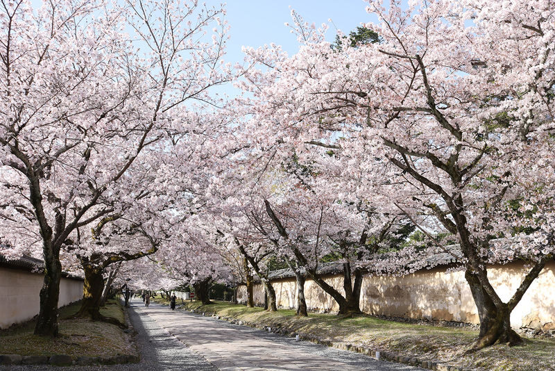 Kyoto Cherry Blossom Day Tour: Fushimi Jikkokubune Boat Walk / Sewari Dike Cherry Blossom Tunnel / Daigo-ji Temple (Departure from Osaka/Kyoto) - Daigo-ji: Temple Grounds and Cherry Trees