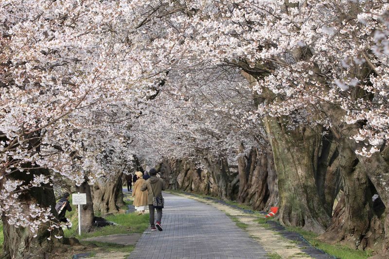 Kyoto Cherry Blossom Day Tour: Fushimi Jikkokubune Boat Walk / Sewari Dike Cherry Blossom Tunnel / Daigo-ji Temple (Departure from Osaka/Kyoto) - Sewaritei’s 1.4-Kilometer Blossom Tunnel