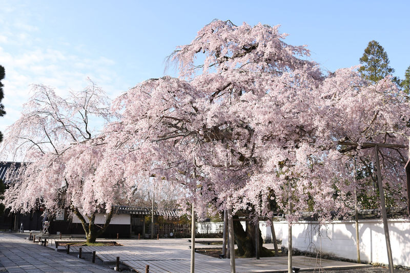 Kyoto Cherry Blossom Day Tour: Fushimi Jikkokubune Boat Walk / Sewari Dike Cherry Blossom Tunnel / Daigo-ji Temple (Departure from Osaka/Kyoto) - How the Guide and Vehicle Make the Day Work