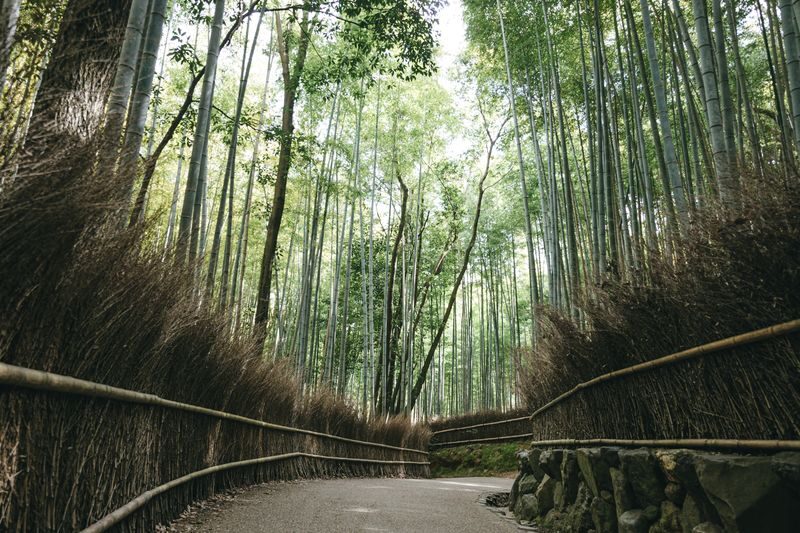 Kyoto City, Arashiyama & Sagano Half Day Guided Walking Tour - A bamboo forest walk with a longer view of Arashiyama
