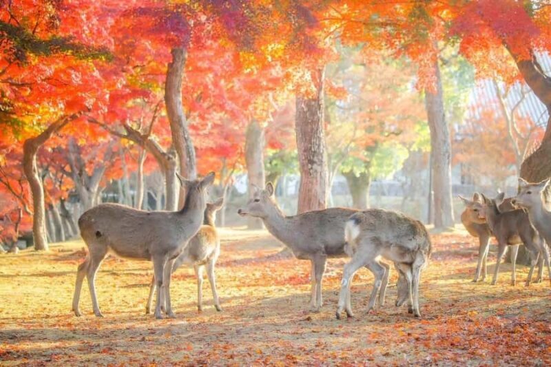 Kyoto: Customizable Early-Access Tour with Guide & Car - Frequently Asked Questions