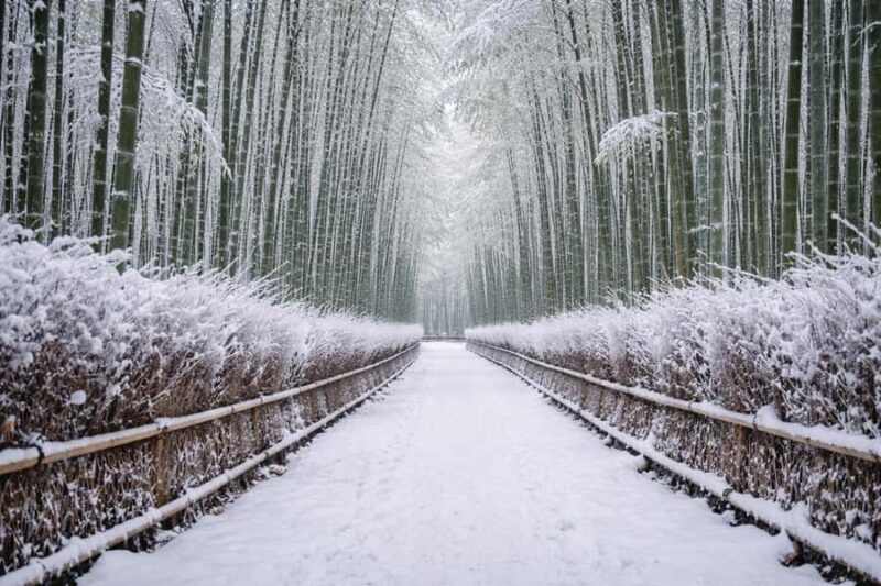 Kyoto: Customizable Early-Access Tour with Guide & Car - Who Will Love This Tour?