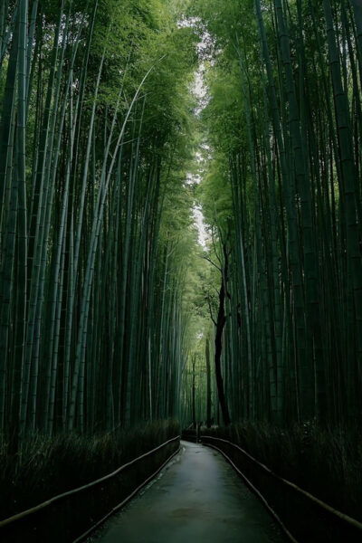 Kyoto: Customized One Day Car Tour - Frequently Asked Questions