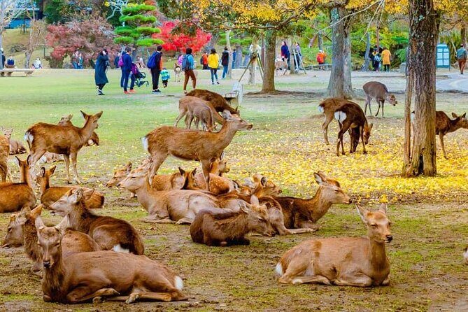 Kyoto Customized Private Car Tour - The Complete Breakdown of the Kyoto Private Car Tour